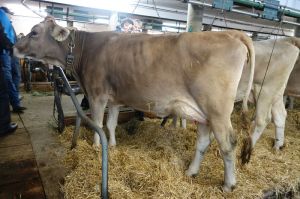 k-Genoxboy bei Schneeberger